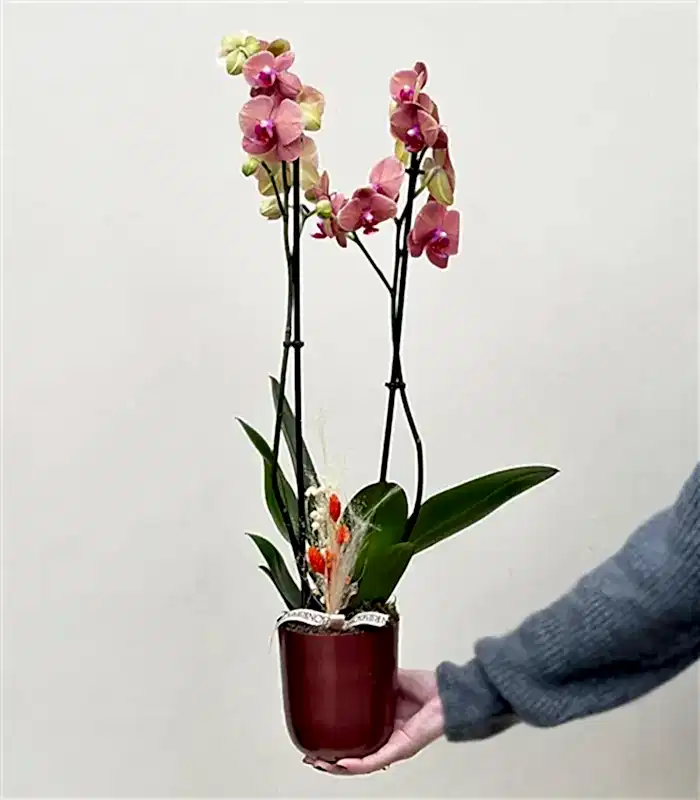 Luxe Bakır Chrome Vazoda Narçiçeği Orkide