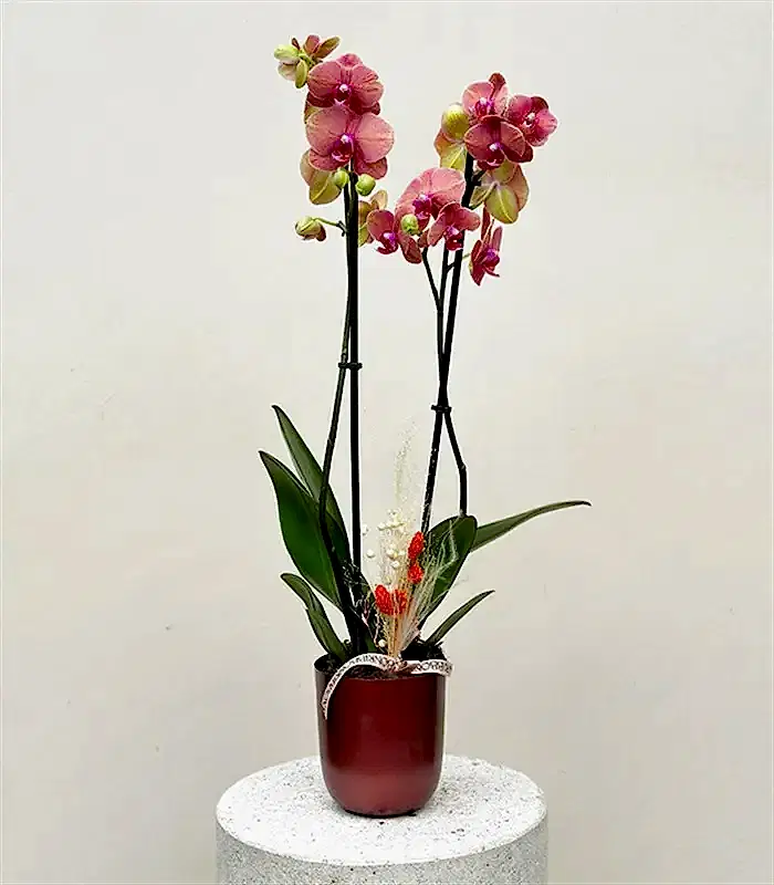 Luxe Bakır Chrome Vazoda Narçiçeği Orkide