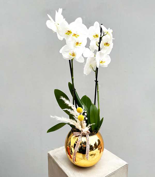 Luxe Gold Vazoda Orkide Beyaz