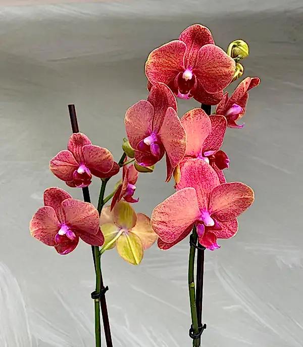 Luxe Gold Vazoda Orkide Narçiçeği