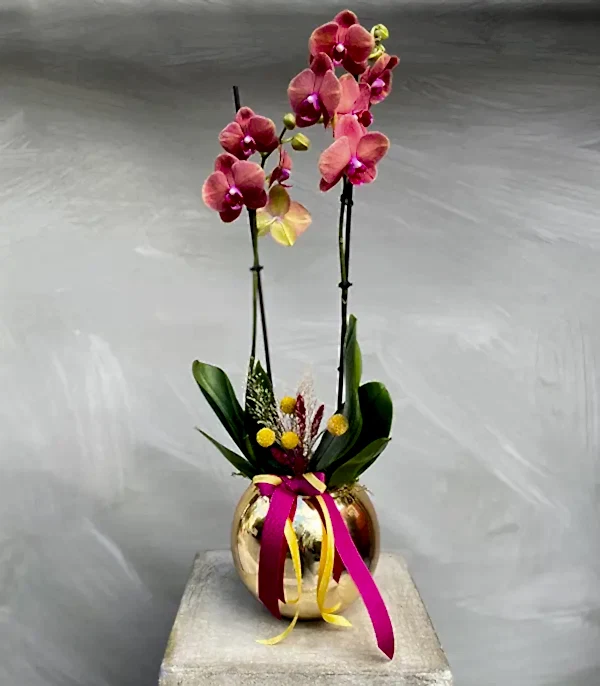 Luxe Gold Vazoda Orkide Narçiçeği
