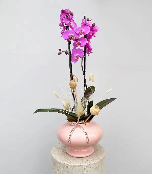 Luxe Pudra Seramik Vazoda Fuşya Orkide
