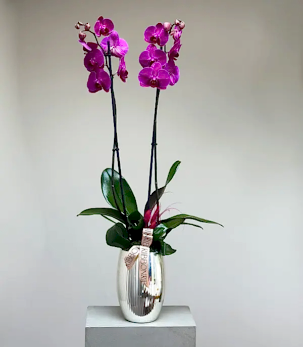 Luxe Silver Ayna Efektli Uzun Vazoda Fuşya Orkide