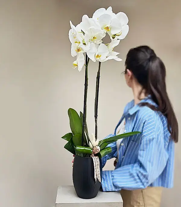 Luxe Silver Mat Siyah Uzun Vazoda Beyaz Orkide