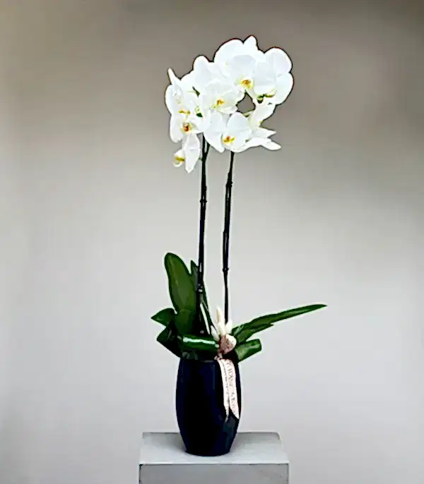 Luxe Silver Mat Siyah Uzun Vazoda Beyaz Orkide