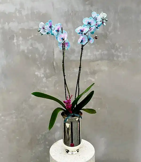 Luxe Silver Uzun Vazoda Mavi Pembe Orkide Bubble Gum