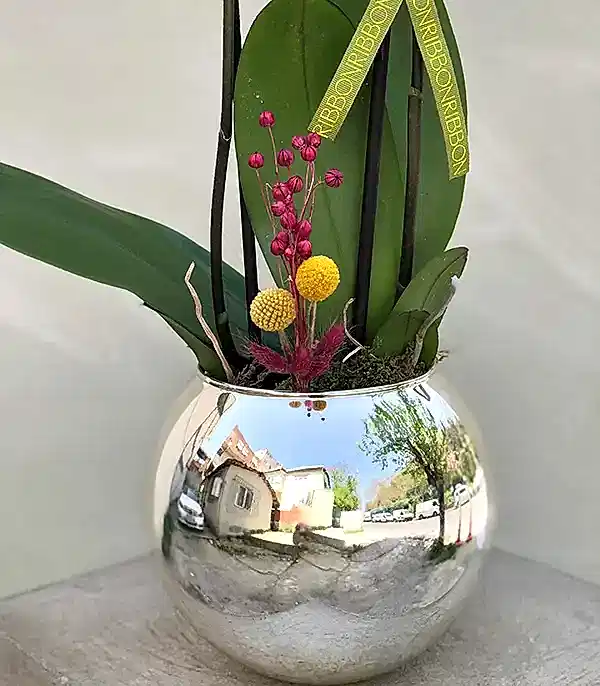 Luxe Silver Vazoda Orkide Narçiçeği