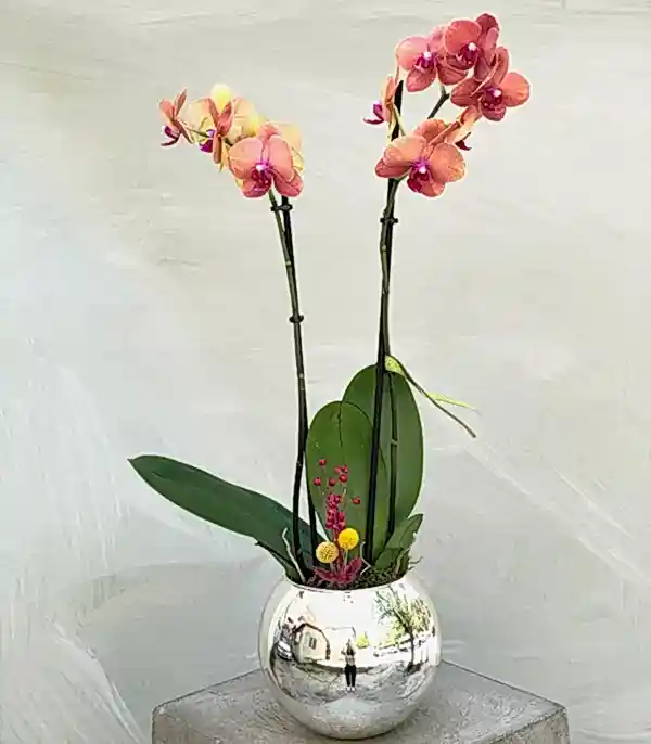 Luxe Silver Vazoda Orkide Narçiçeği