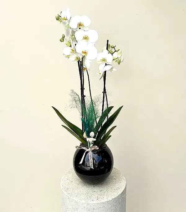 Luxe Siyah Cam Vazoda Beyaz Orkide