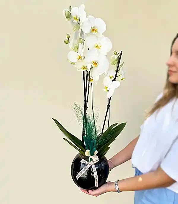 Luxe Siyah Cam Vazoda Beyaz Orkide