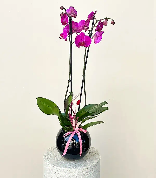 Luxe Siyah Cam Vazoda Fuşya Orkide