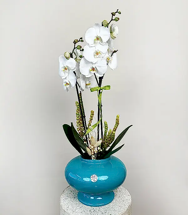 Luxe Turkuaz Seramik Vazoda Beyaz Orkide