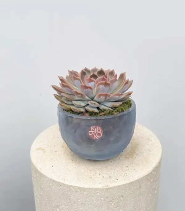 Mavi Buzlu Kesme Tasarım Vazoda Sukulent