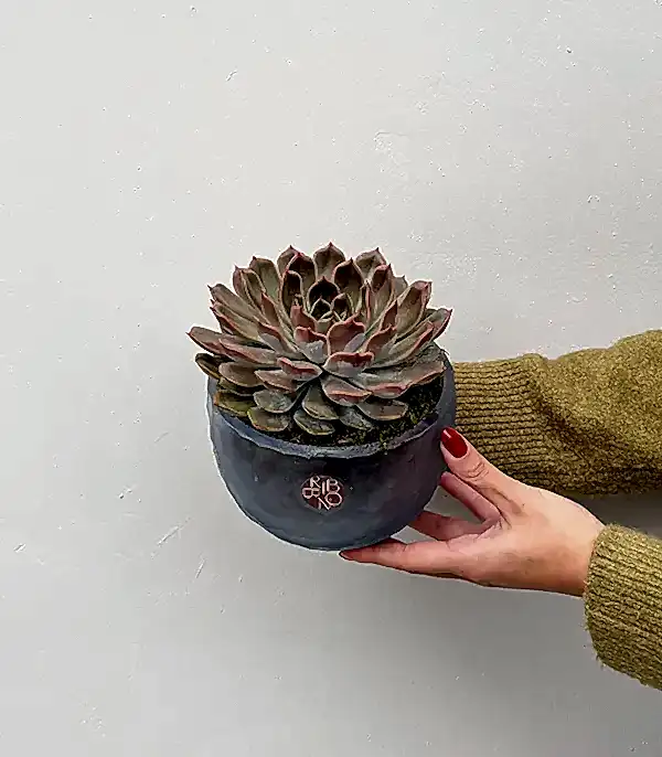 Mavi Buzlu Kesme Tasarım Vazoda Sukulent