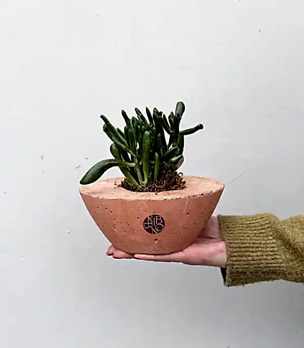 Mini Beton Saksıda Crassula Ovata Gollum Shrek Kulağı Sukulent