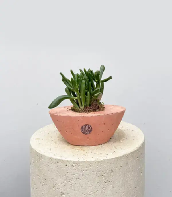 Mini Beton Saksıda Crassula Ovata Gollum Shrek Kulağı Sukulent