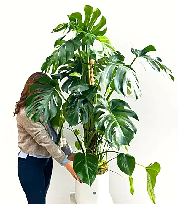 Monstera Deliciosa Beyaz Seramik Saksıda Deve Tabanı Deluxe 150 cm