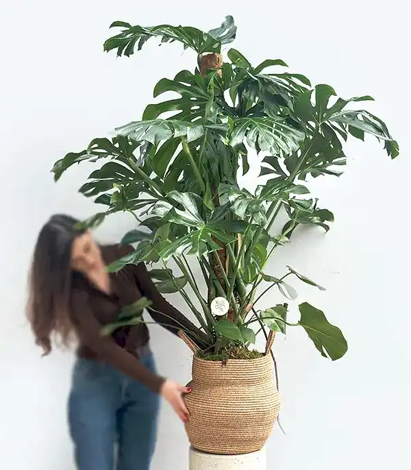 Monstera Deliciosa Doğal Jüt Sepette Deve Tabanı 190 cm Grand Deluxe