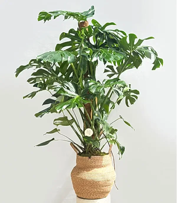 Monstera Deliciosa Doğal Jüt Sepette Deve Tabanı 190 cm Grand Deluxe