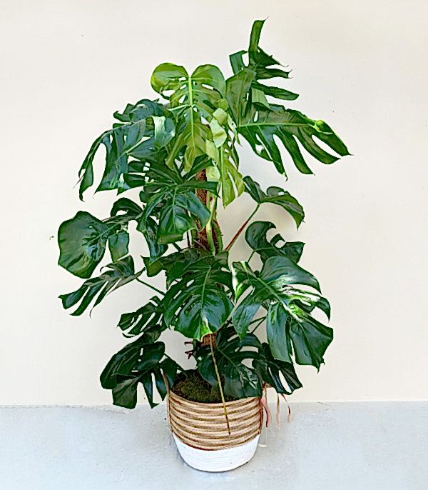 Monstera Deliciosa Hasır Sepet Saksıda Deve Tabanı Deluxe 150 cm