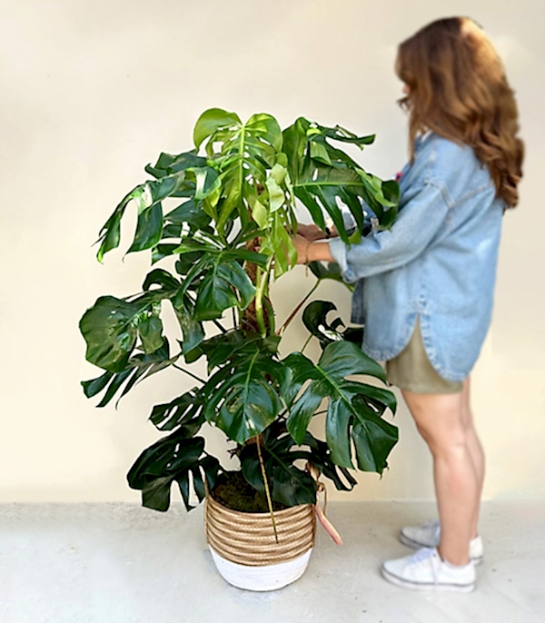 Monstera Deliciosa Hasır Sepet Saksıda Deve Tabanı Deluxe 150 cm
