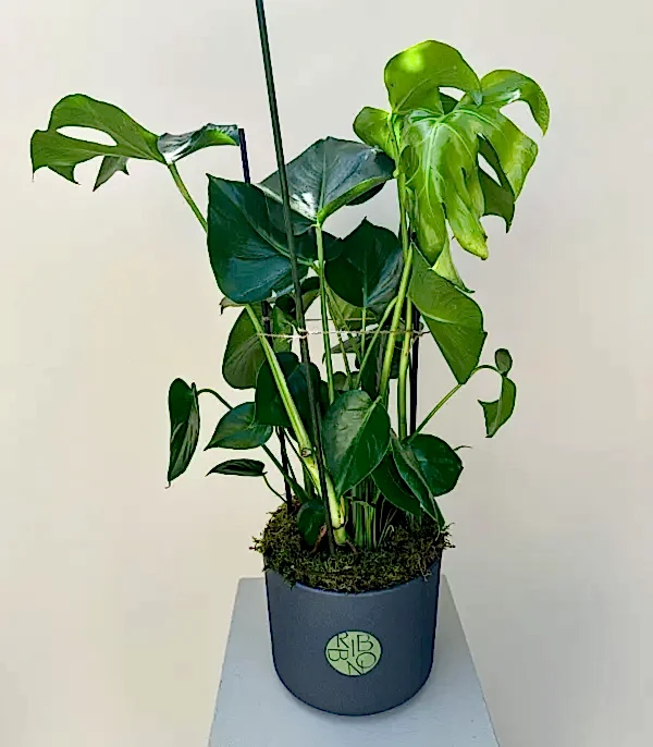 Monstera Deliciosa Seramik Saksıda Deve Tabanı 100 cm