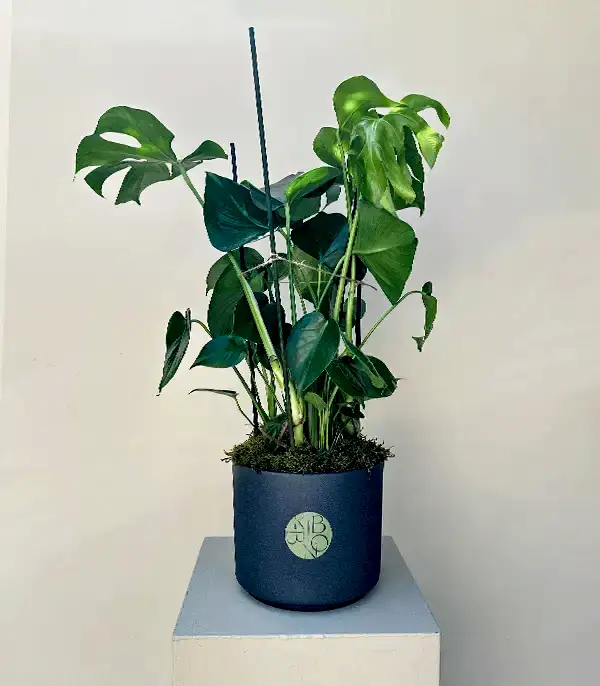 Monstera Deliciosa Seramik Saksıda Deve Tabanı 100 cm