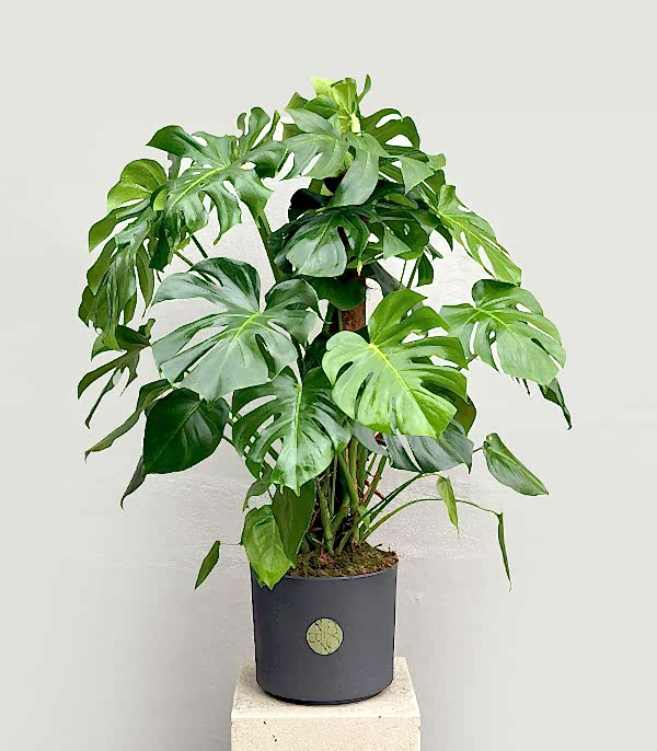 Monstera Deliciosa Seramik Saksıda Deve Tabanı Deluxe 150 cm