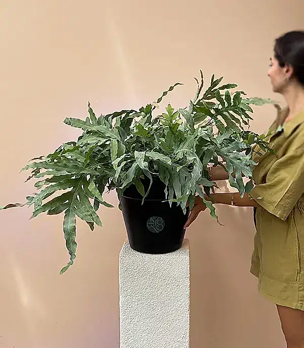 Phlebodium Aureum Blue Star Siyah Saksıda Mavi Yıldız Eğreltiotu Bitkisi