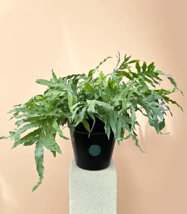 Phlebodium Aureum Blue Star Siyah Saksıda Mavi Yıldız Eğreltiotu Bitkisi