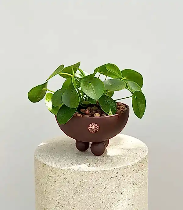 Pilea Peperomioides Kahverengi Ayaklı Seramik Saksıda Çin Para Çiçeği