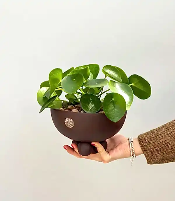 Pilea Peperomioides Kahverengi Ayaklı Seramik Saksıda Çin Para Çiçeği