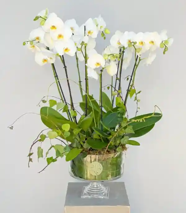 Royal Deluxe Cam Saksı 8 Dallı Beyaz Orkide