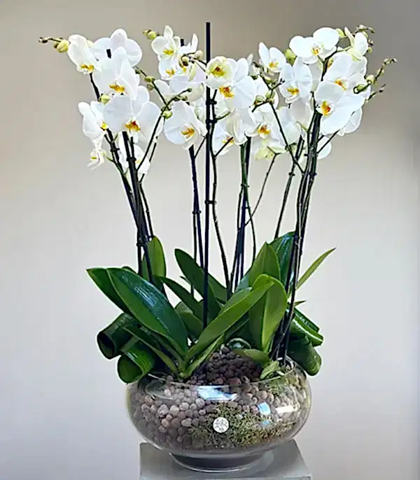 Royal Deluxe Cam Saksı 8 Dallı Orkide Beyaz