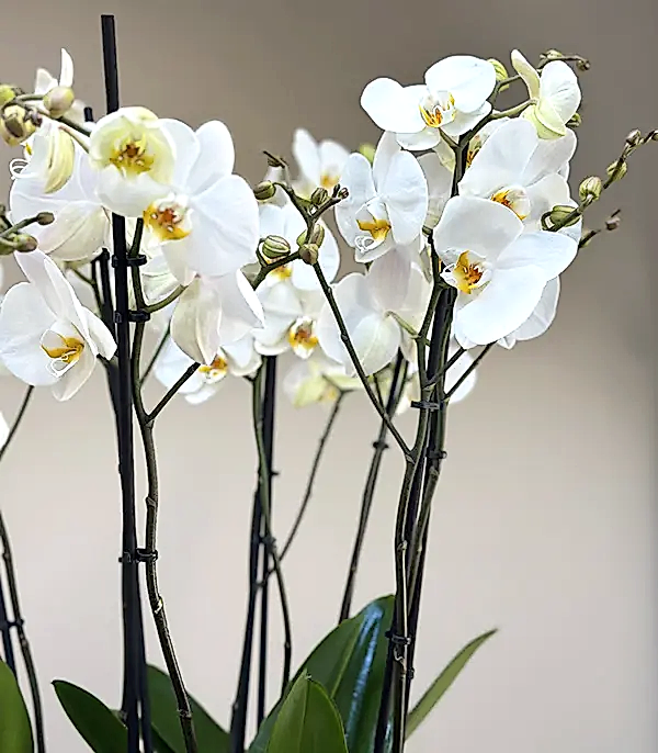 Royal Deluxe Cam Saksı 8 Dallı Orkide Beyaz