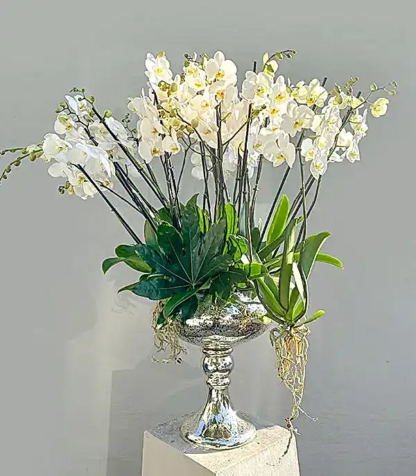 Royal Deluxe Eskitme Saksı 20 Dallı Beyaz Orkide