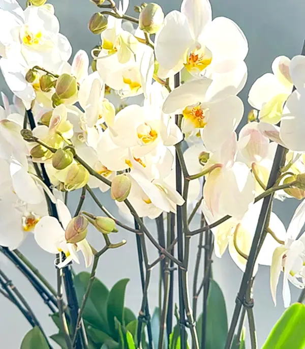 Royal Deluxe Eskitme Saksı 20 Dallı Beyaz Orkide