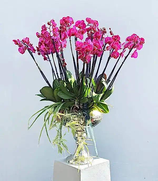 Royal Deluxe Eskitme Saksı 20 Dallı Orkide Fuşya