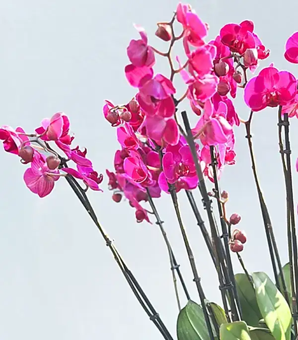Royal Deluxe Eskitme Saksı 20 Dallı Orkide Fuşya