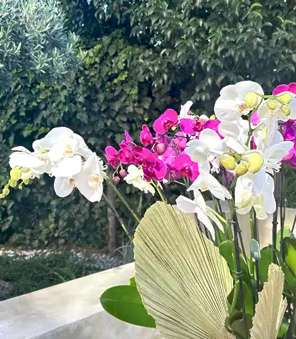 Royal Deluxe Eskitme Saksı 20 Dallı Orkide Fuşya Beyaz