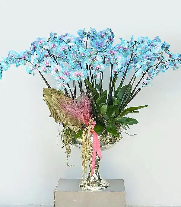 Royal Deluxe Eskitme Saksı 20 Dallı Orkide Mavi Pembe Orkide Bubble Gum