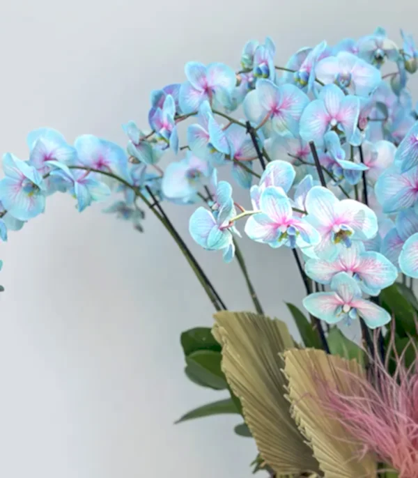 Royal Deluxe Eskitme Saksı 20 Dallı Orkide Mavi Pembe Orkide Bubble Gum