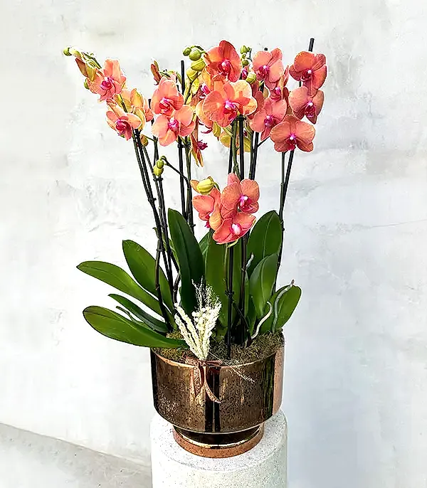 Royal Deluxe Eskitme Saksı 8 Dallı Orkide Narçiçeği