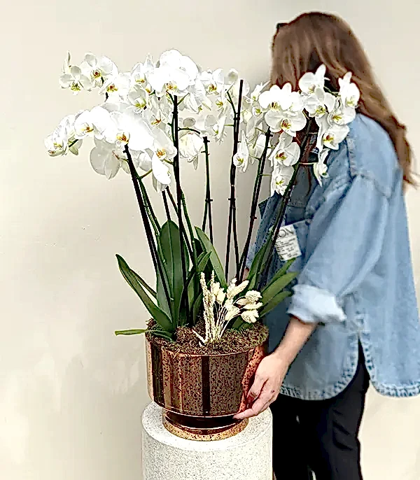 Royal Deluxe Gold Saksı 8 Dallı Orkide Beyaz