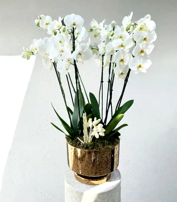 Royal Deluxe Gold Saksı 8 Dallı Orkide Beyaz