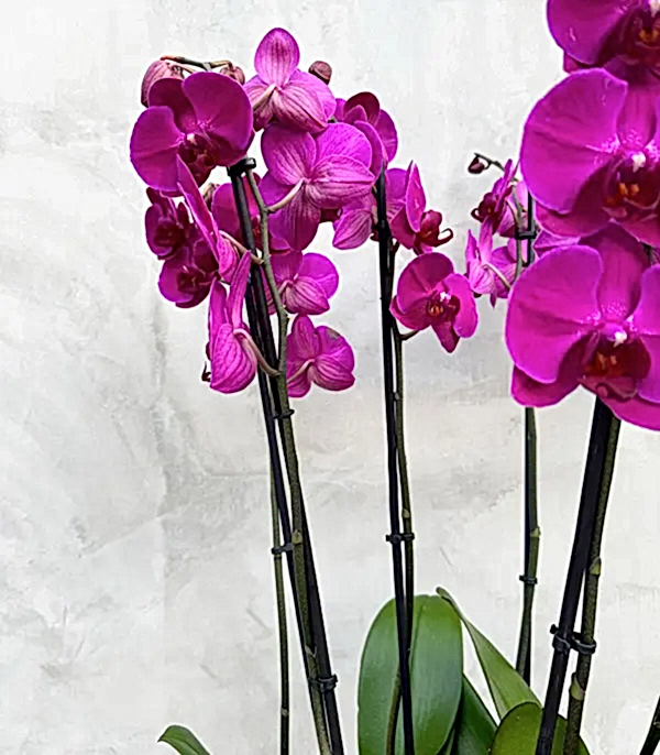 Royal Deluxe Gold Saksı 8 Dallı Orkide Fuşya