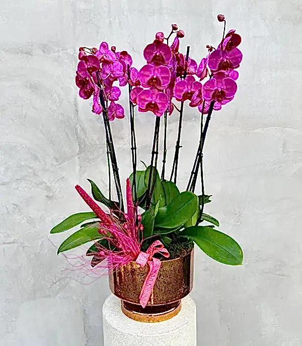 Royal Deluxe Gold Saksı 8 Dallı Orkide Fuşya