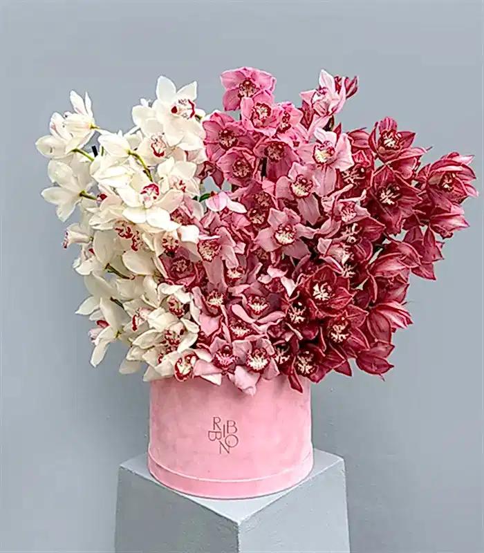 Royal Deluxe Şeker Pembe Kutuda Cymbidium Orkide Aranjmanı