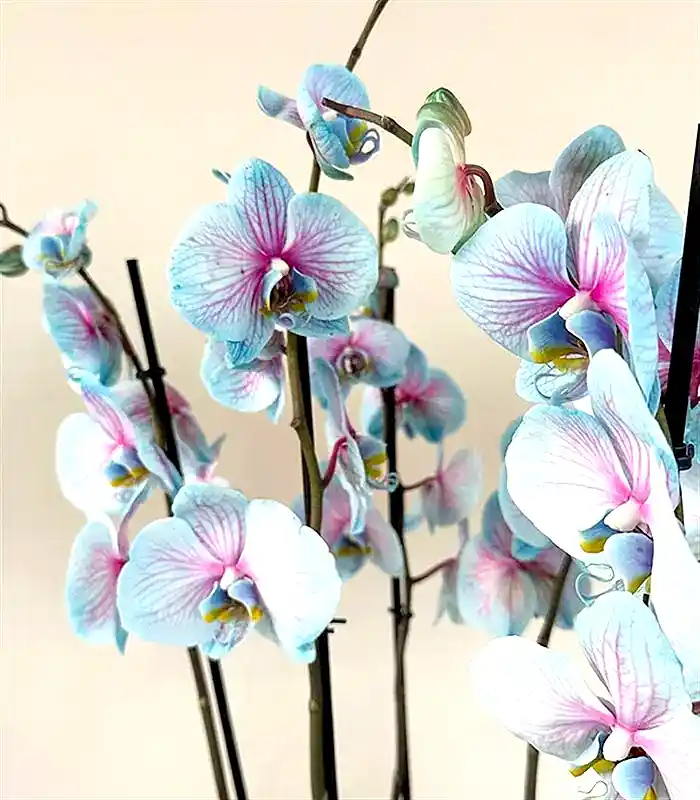 Royal Deluxe Silver Saksı 8 Dallı Orkide Mavi Pembe Orkide Bubble Gum