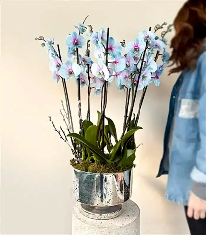 Royal Deluxe Silver Saksı 8 Dallı Orkide Mavi Pembe Orkide Bubble Gum